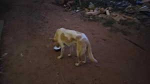 Марина кормит Мотю и Снежинку. Гоа. Арамболь. Видео от @LadyMary555