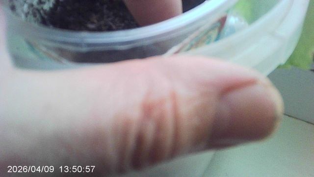 Обзор кабачков апрельской посадки