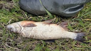 Как вам рыбка