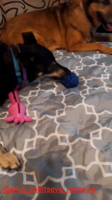 Домашние будни Жоры и Марго.