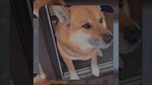 1000055842.mp4 (Собака наблюдает за устройством лестницы на 2-ой этаж в доме А-фрейм)