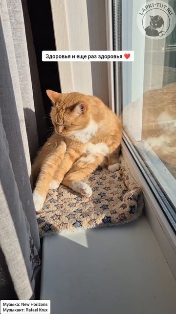 Бася, с Днём Рождения 😻🐾 
13 лет ты радуешься нас мурчанием и тыкдымами 💖 Здоровья и мурмур❤️

#лапк