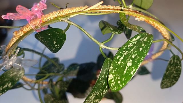 Как себя чувствует хойя сангвукки на фитильном поливе.