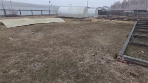 Полить в теплице зелень. Бархатцы самосевом.