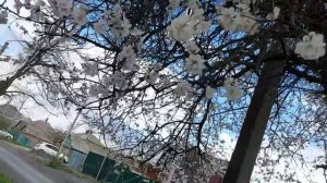 Посадка Морозника / И всё таки напортачила с теплицей , не много / Деревья цветут, но не у меня /