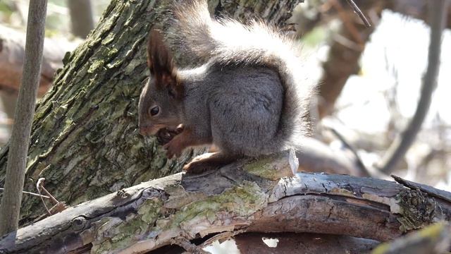 Бельчонок в дендропарке 12.04.26