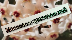 💐Хойи обильно цветут.🔥🔥🔥