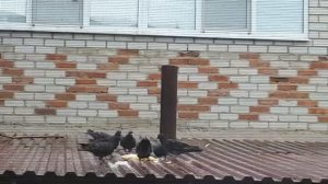 Воскресный птичий завтрак