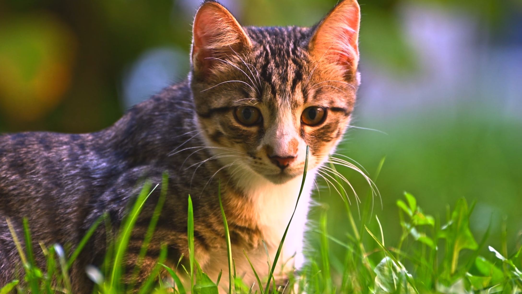 DIDO - Go Away (Original Mix) #remix #music #song #carbassmusic #bestmusic #gangstermusic