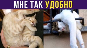 МНЕ ТАК УДОБНО) Приколы с котами