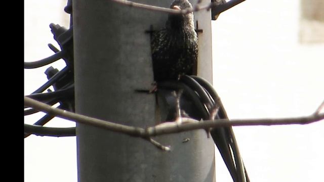 ГНЕЗДО СКВОРЦОВ в ФОНАРНОМ СТОЛБЕ 12 апреля 2026