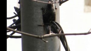 ГНЕЗДО СКВОРЦОВ в ФОНАРНОМ СТОЛБЕ 12 апреля 2026