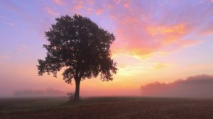 Таня Клевер - Нет