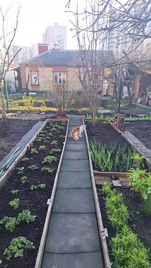 Масся в весеннем огороде 2