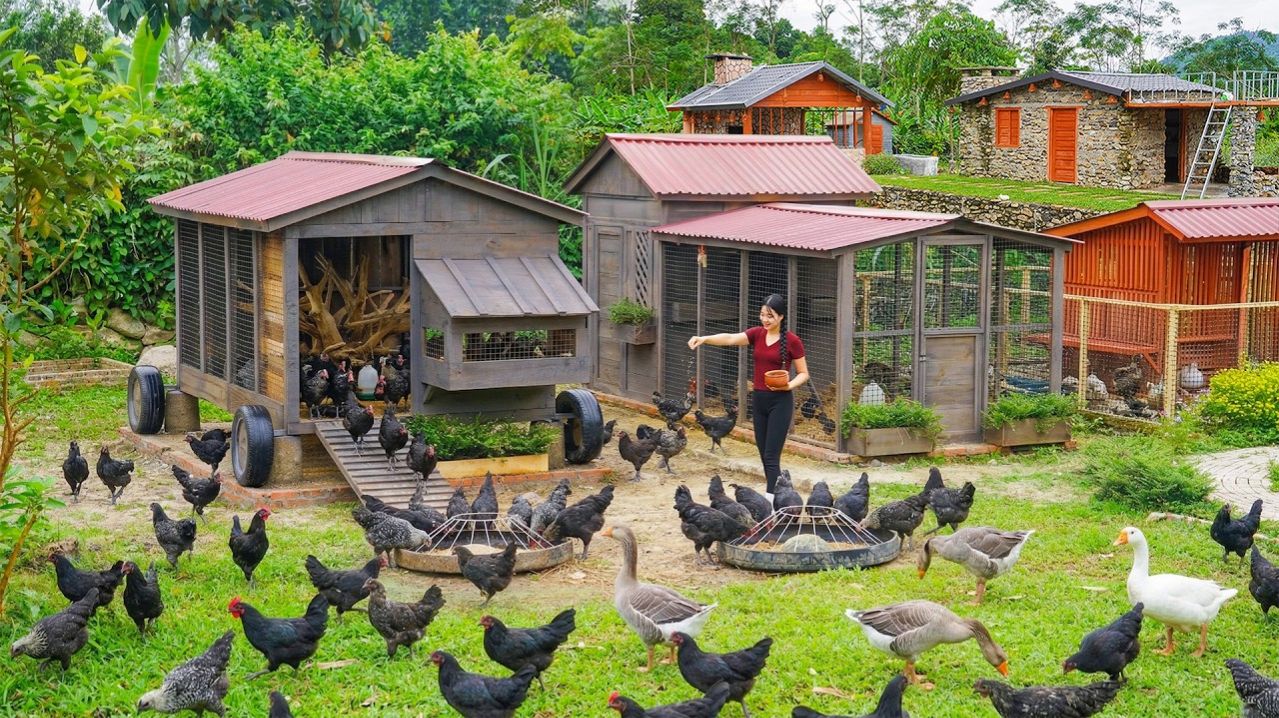 Готов курятник для разведения кур породы х’монг (черных кур). Купил много цыплят для разведения