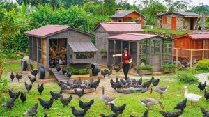 Готов курятник для разведения кур породы х’монг (черных кур). Купил много цыплят для разведения