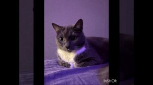 Полная версия музыки