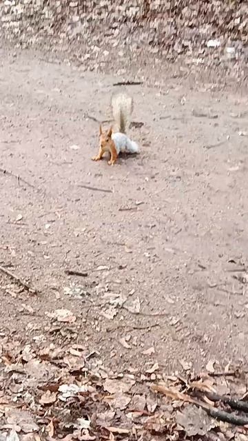 Белки начали линять