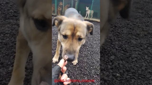 Фух, выдохнули! У нас отличные новости из собачьего мира