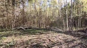 сиренеголоыый в лесу