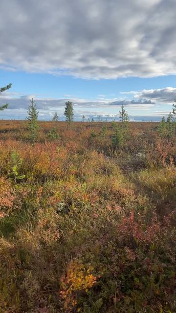 Наш кусочек тундры
