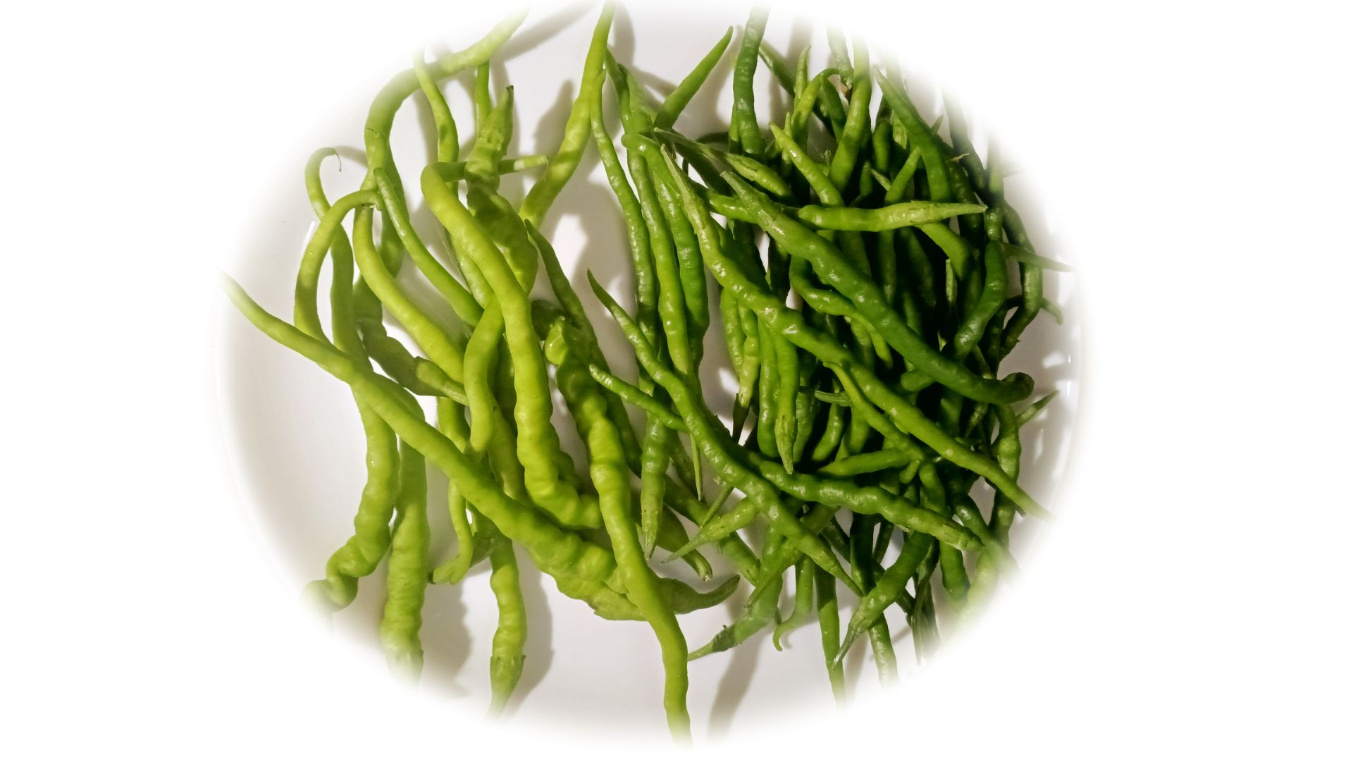 Дегустация сортов острого перца Kil Biber и Himo Togarashi 2025г.