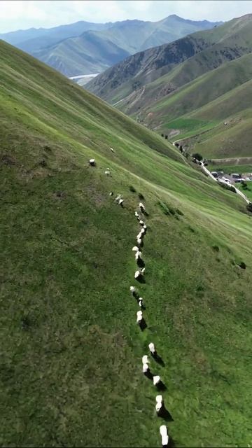 Осень на склонах: Пастушья жизнь в горах #природа #овцы #горныйландшафт