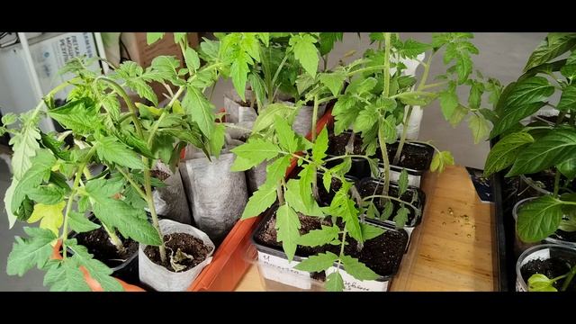 Опять похолодало, выпал снег. Укрываю саженцы. Почему боюсь собирать семена помидоров.