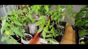 Опять похолодало, выпал снег. Укрываю саженцы. Почему боюсь собирать семена помидоров.