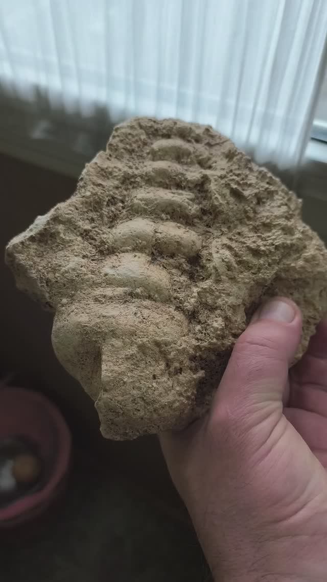 Campanile Giganteum в породе Крым Окаменелость Эоцен