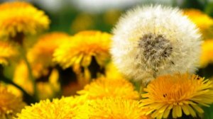 авторская песня  Украина.. МЕДАЛЬ ЗА ОТВАГУ