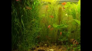 аквариум. миноры