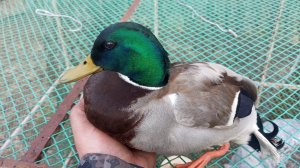 ОХОТНИЧИЙ СУП ИЗ 🦆 ДИКОГО СЕЛЕЗНЯ12-04-2026