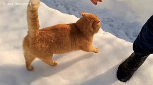 зимне весенний VLOG приключения с уличным котиком ≽^•⩊•^≼