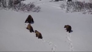 Камчатка. Медведица с медвежатами в 1-м кратере Мутновского вулкана по косогору.