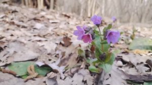 12 апреля, Пасха, гуляем в парке, первоцветы и белки в лесу. #12апреля, #пасха, #впарке, #медуница