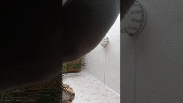 бридж раша хит