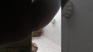 бридж раша хит