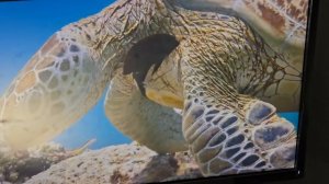 Живая планета. Фрагмент.