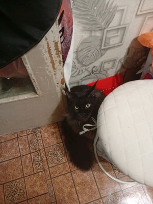 отвечай на вопросы ДПС задавайте вопросы не стесняйтесь