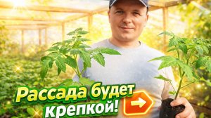 Рассада будет крепкой и приземистой- простые правила.