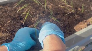 Чернушку посадила в грунт, рискую.