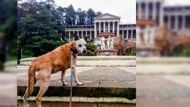 ШКОЛА ЮНЫХ ВЕТЕРИНАРОВ 
