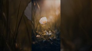 Светлый день весны