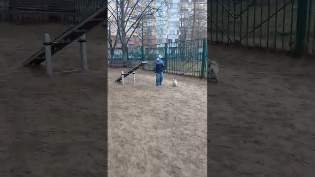 Собачья площадка (как выгуливать собачек таких как Пиба)