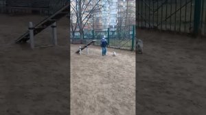 Собачья площадка (как выгуливать собачек таких как Пиба)