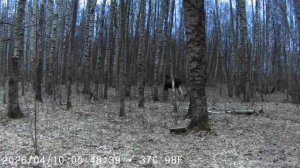 Фотоловушка 12.04.2026 Мама с теленком и папа