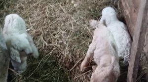 Светлый праздник, мы отдыхаем