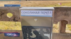 В Подмосковье создана первая и единственная в мире действующая Соколиная почта