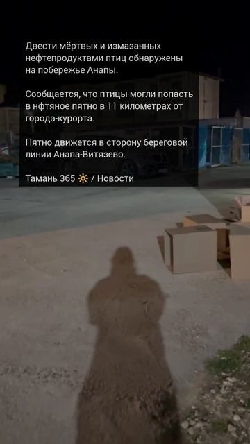 В Анапу идёт большое нефтяное пятно. Добровольцы нашли 200 измазанных нефтью птиц / Тамань 365